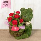 母の日 鉢植え「Sweet Bear〜For Mother〜」ラッピング ギフト プレゼント かわいい くま 鉢花 花鉢 カード付き 送料無料 2025