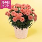 期間限定価格  母の日　鉢植え「カーネーション　メープルシフォン」 カーネーションオレンジ ピンク 鮮やか 5号 花鉢 2026 花 宅配 プレゼント ギフト 母
