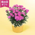 期間限定価格  母の日 鉢植え カーネーション ピンク 4号「ガーデンカーネーション　スイーツライラック」 花鉢 2026 花 宅配 プレゼント ギフト 母 育てやすい