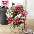 母の日 鉢植え「Welcome Rose」 バラ ローズ ピンク レッド ホワイト 花鉢 2025 花 宅配 プレゼント ギフト 母 50代 60代 70代
