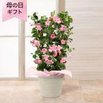 母の日 鉢植え「サンパラソル パステルピンク」 6号 花鉢 2025 花 宅配 プレゼント ギフト 母 50代 60代 70代