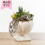 母の日 寄せ植え「Refresh Green〜癒しの森〜」 2025 花 宅配 プレゼント ギフト 母 50代 60代 70代