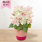 母の日 鉢植え「ブーゲンビリア ブライダルピンク」 2025 花 宅配 プレゼント ギフト 母 50代 60代 70代