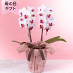 母の日 鉢植え「胡蝶蘭 リーベ 風呂敷包み」 2025 花 宅配 プレゼント ギフト 母 50代 60代 70代