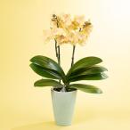 期間限定価格  母の日　鉢植え「水やりラクチン胡蝶蘭　マロン」 イエロー 黄色 2026 花 宅配 プレゼント ギフト 母 50代 60代 70代