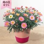 母の日 鉢植え「花色変わるマーガレット 苺ミルク」 イエロー ピンク 5号 花鉢 2025 花 宅配 プレゼント ギフト 母 50代 60代 70代