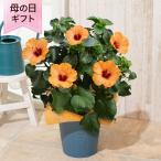 母の日　鉢植え「ハイビスカス　プチオレンジ」 オレンジ 元気 癒し かわいい 5号 花鉢 2025 花 宅配 プレゼント ギフト 母 50代 60代 70代