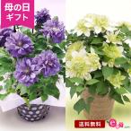 母の日 ギフト プレゼント クレマチス 鉢植え 「キリテカナワ／花園」 5号鉢 高潔 上品 高貴 ミステリアス 爽やか 豪華 ゴージャス フラワーギフト 贈り物