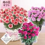 母の日 カーネーション 鉢植え花 プレゼント ギフト 「いちごホイップ／ムジカ／ファンシーバイオレット」 5号鉢 2025 華やか豪華 かわいい 贈り物