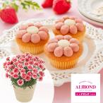 期間限定価格  母の日　鉢植えセット「六本木アマンド　あまおう苺のフラワーケーキ」 鉢植え いちごホイップ 5号 花鉢 2026  50代 60代 70代