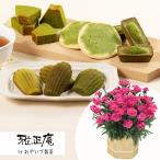 期間限定価格  母の日　鉢植えセット「雅正庵　抹茶スイーツ詰め合せ」 カステラ お菓子 2026 花 宅配 プレゼント ギフト 母 50代 60代 70代