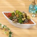 ショッピング多肉植物 多肉植物 寄せ植え「グリーン・ボート」 おしゃれ インテリア 引っ越し祝い プレゼント 観葉植物 室内