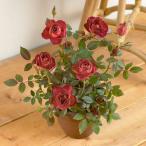 花 鉢植え プレゼント ギフト ミニ