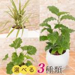 観葉植物選べる3種類セローム/コー...