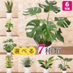 選べる観葉植物 7種類 モンステラ/オーガスタ/サンスベリア/フィロデンドロン/ミルクブッシュ/シャフレラ・ハッピーイエロー/パキラ 6号 インテリア 鉢植え