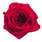  большой земля сельское хозяйство . консервированный цветок rose *... красный примерно цветок диаметр 3.5~4.5×H3~3.5cm 9 колесо входить DO003480-321