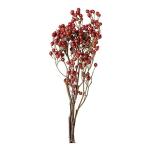 東京堂(Tokyodo) ドライフラワー 風の花 バラの実 赤 長さ 約30~40cm DN120015-zzz