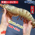 有頭エビフライ 特大 シータイガー 特大 当店直輸入 超特大 1.5kgで6尾の最大サイズ 高い鮮度 天然有頭シータイガーえび 特大 海老 エビ 大きい 冷凍えび 業務用