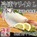 福岡・長崎産 ヤリイカ冷凍 Lサイズ1本│国内加工│いか 烏賊