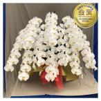 胡蝶蘭 お祝い 7〜10本立ち 大輪(100〜110輪) 100000円(税別)お祝い 花 胡蝶蘭 開店 開院 開業 母の日 プレゼント【ko】【sa】【3up】