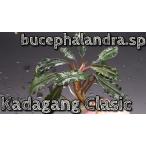 ブセファランドラsp クダガンクラシック bucephalandra.sp Kadagang Clasic