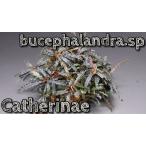 ブセファランドラ ミニキャサリン Bucephalandra sp Catherine