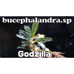 ブセファランドラsp ゴジラ bucephalandra.sp Godzilla 1株 水草 陰性水草 ビーシュリンプ CO2添加不要