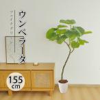 「1000円OFF」RAKU フェイクグリーン 人工観葉植物 人工観葉樹 造花 ウンベラータ  鉢付 おしゃれ オフィス 開店祝い 155cm 水やり不要 虫害の心配なし