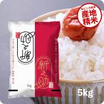 米 5kg 新之助 お米 5キ