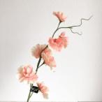 アスカスイトピー×7価格変更入数:24