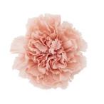 大地農園 EARTH MATTERS カーネーション ミスティーピーチ (02380-373)