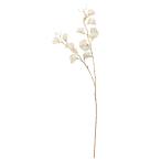 ASCAアスカスイトピー×14アイ...