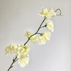 ASCAアスカスイトピー×7