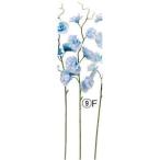 ASCAアスカA-34763スイト...