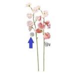 アスカA-34843スイトピーX7