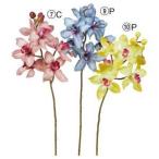 ASCAアスカシンビジューム×6つ...