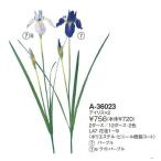 ASCA アスカ アイリスX2 (A-36023-007) 入数:24