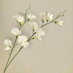 ASCAアスカスイトピーX14入数:24