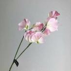 アスカスイトピーX8入数:24