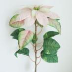 ASCAアスカポインセチア入数:12