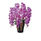 光の楽園　ロイヤル胡蝶蘭５本立L (446A300)　 北海道、沖縄 配送不可