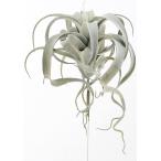 アスカキセログラフィカグレイグリー...