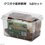 MIKU 日本製クワガタ産卵飼育セット