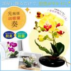光触媒 卓上型胡蝶蘭(奏)(ホワイト)