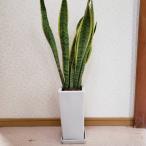 天然空気清浄機　送料無料　サンスベリア　虎の尾　観葉植物