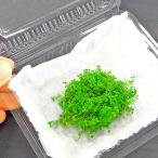 キューバパールグラス国産無農薬前景...