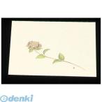 7960000 尺三 懐石まっと クリーム（１００枚入）ＷＳＳ−６ あじさい（５月〜６月）