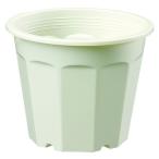 ÂçÏ¥ץ饹¥Á¥Ã¥¯ 4903266300517 ²ÖÈ 5¹æ C