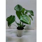 人気の観葉植物 かわいいモンステラ４号鉢