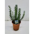  аромат. хороший трава .. розмарин морской голубой 4 номер горшок 